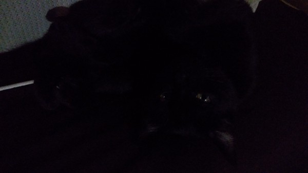 猫 黒猫 ミーコの写真