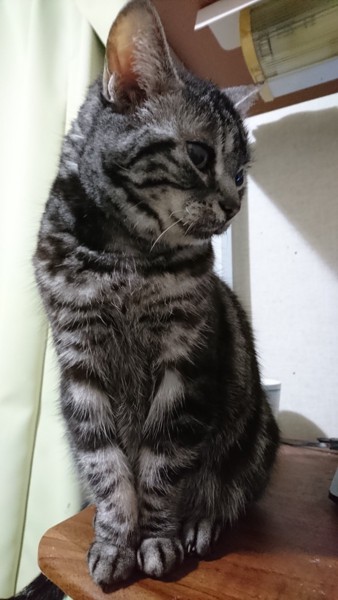 猫 アメリカンショートヘア ランちゃんの写真