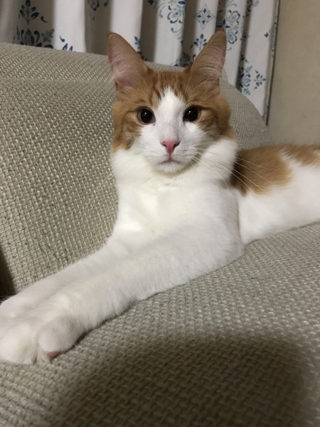 猫 メインクーン 健太郎の写真