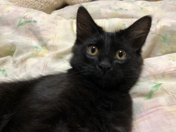 猫 黒猫 レンレンの写真
