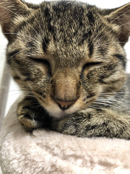 猫 キジトラ モカちゃんの写真