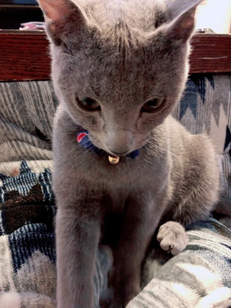 猫 ロシアンブルー 🐈すけぞーの写真