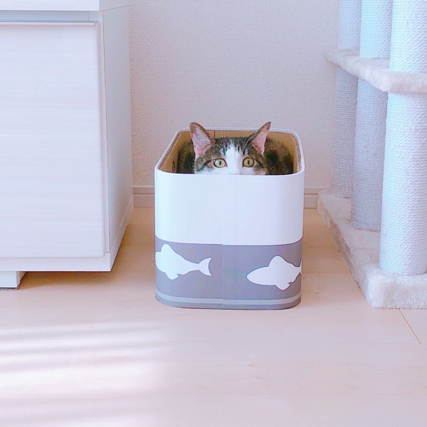 猫 日本猫 ちゃーの写真