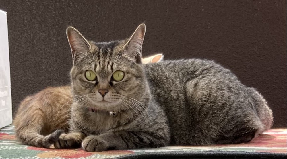 猫 キジトラ ミーの写真