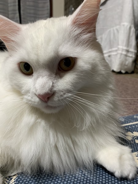 猫 メインクーン ジーナの写真