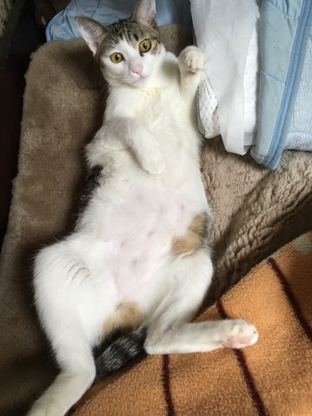 猫 キジシロ リンの写真