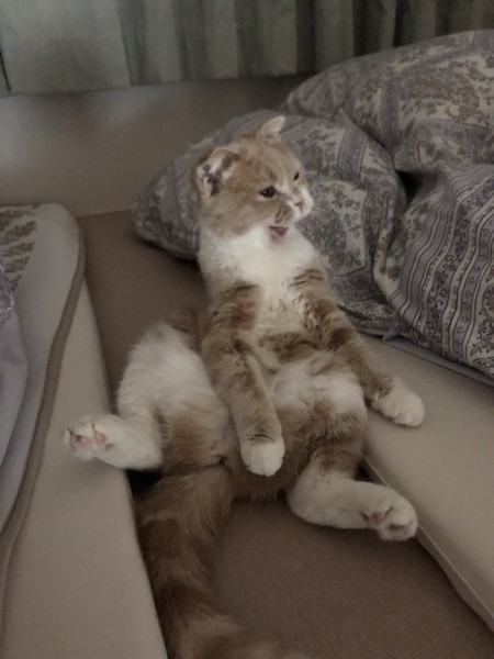 猫 スコティッシュフォールド クリームの写真