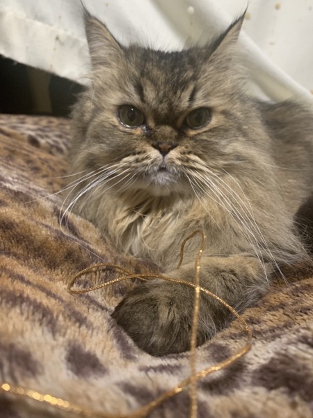 猫 チンチラペルシャ ココアの写真