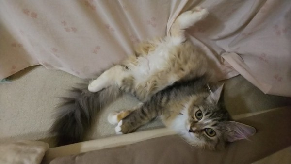 猫 メインクーン ルーナの写真