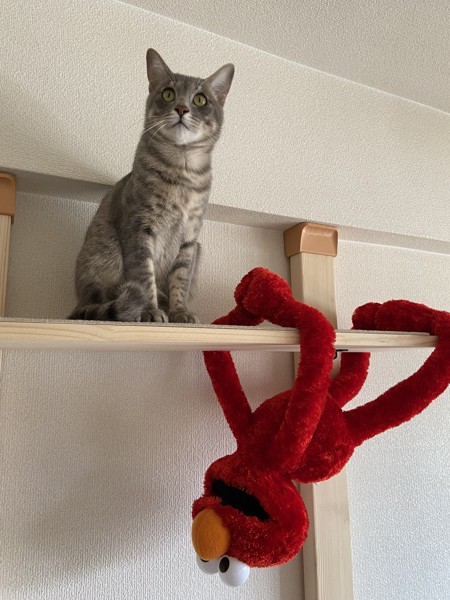 猫 MIX ソルト＆シュガーの写真