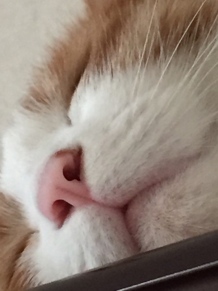 猫 茶白トラ 桃三郎の写真