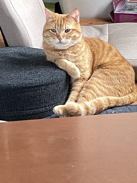 猫 ミヌエット パンの写真