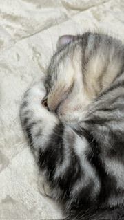 猫 アメリカンショートヘア ミルキーの写真