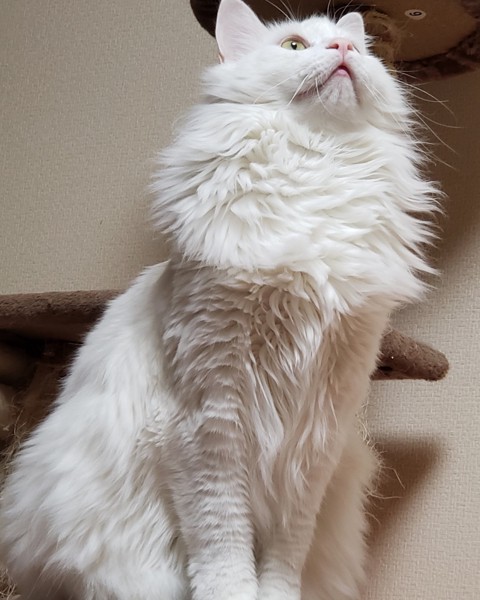 猫 メインクーン ラムの写真