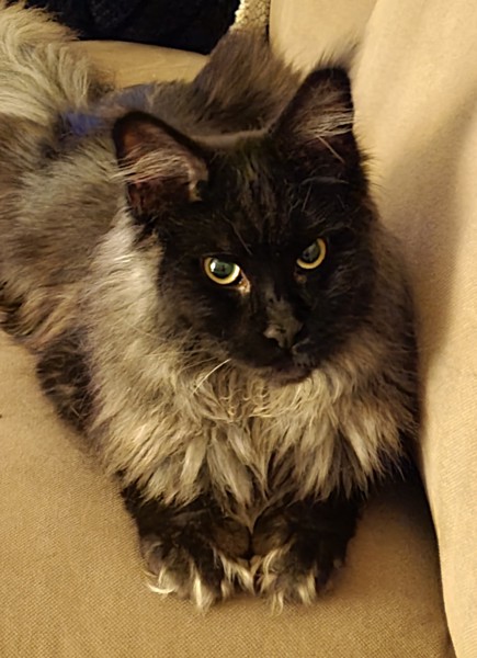 猫 メインクーン スカイラの写真