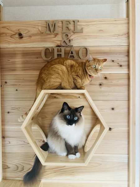 猫 雑種（ミックス） チャオとメルの写真