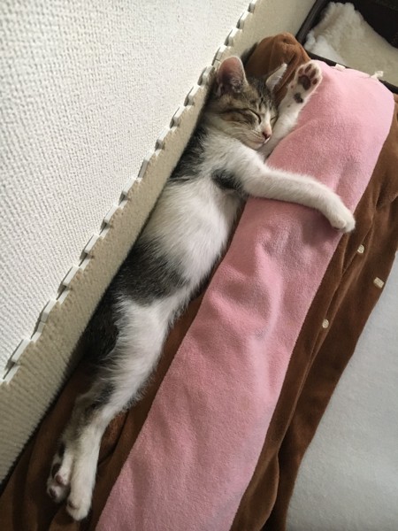 猫 キジシロ 小次郎の写真