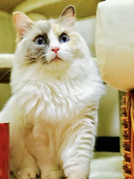 猫 ラグドール ラピスの写真