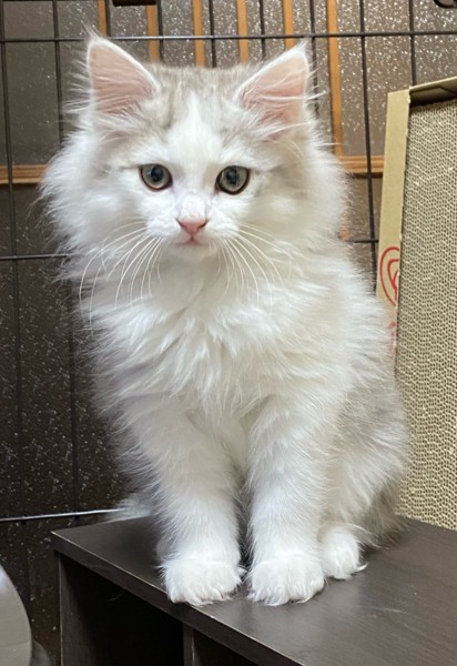 猫 サイベリアン テンキの写真
