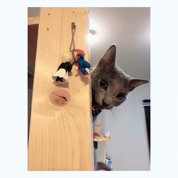 猫 ロシアンブルー 🐈すけぞ〜🐈の写真