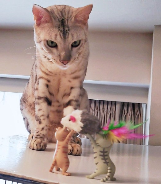 猫 ベンガル 景虎の写真