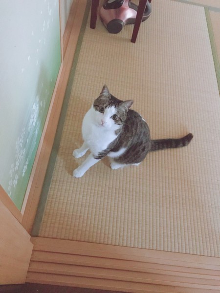 猫 キジシロ マルクの写真