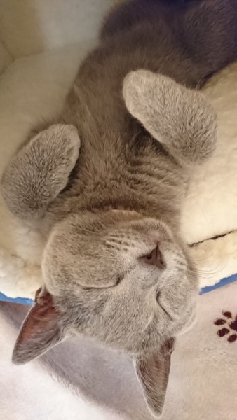 猫 シャルトリュー 福の写真
