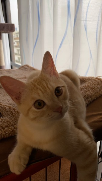 猫 マンチカン ルナの写真