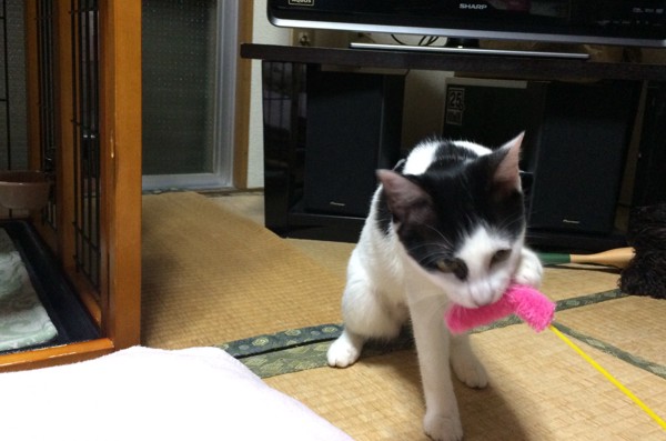 猫 黒白ハチワレ 小春の写真