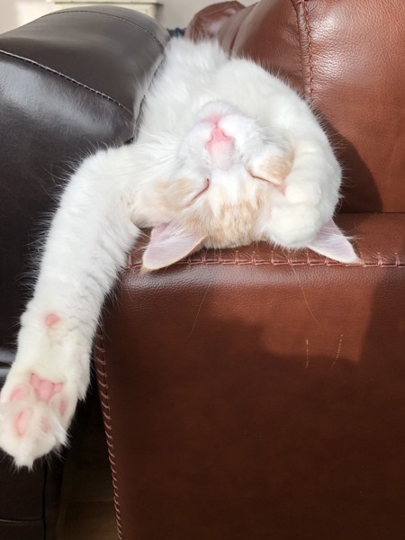 猫 メインクーン みゅうの写真