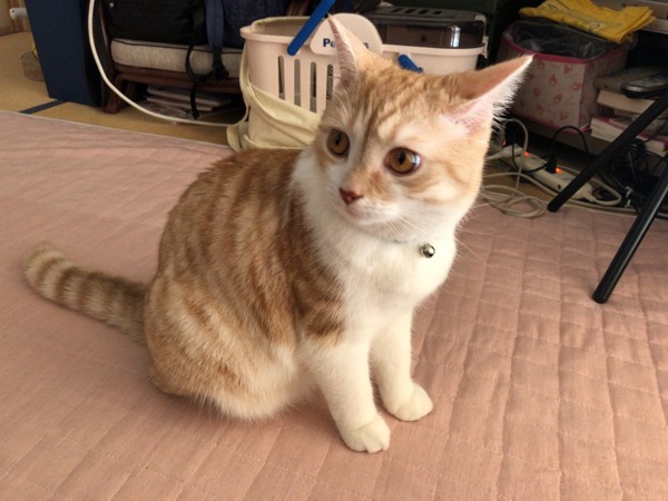 猫 スコティッシュフォールド コハク丸の写真