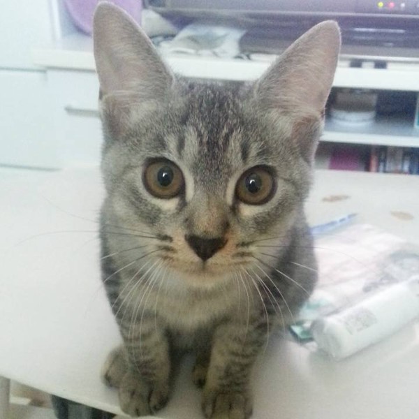 猫 サバトラ サヴァの写真