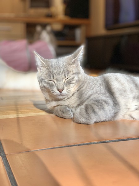 猫 サバトラ るーの写真