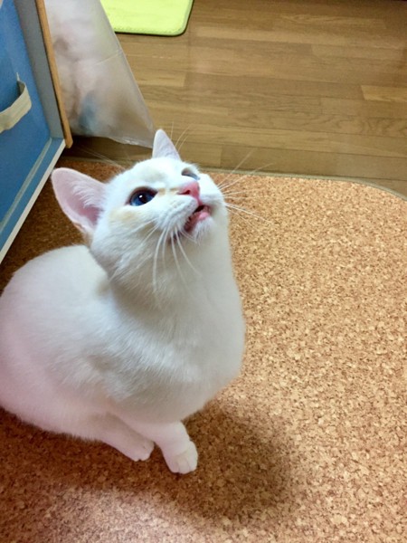 猫 白猫 ティロの写真