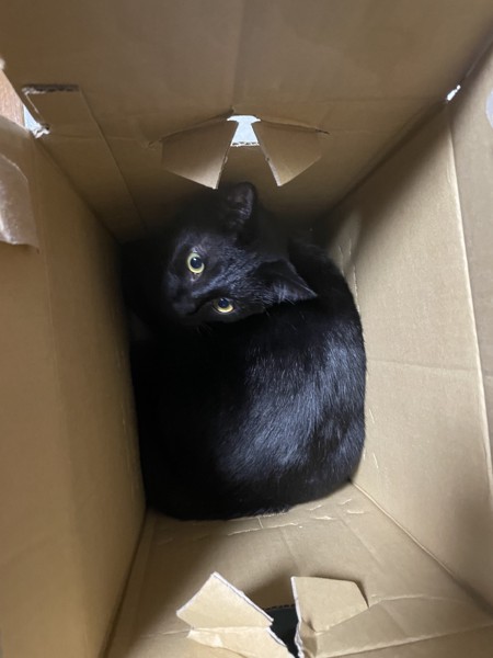 猫 黒猫 JIJIの写真