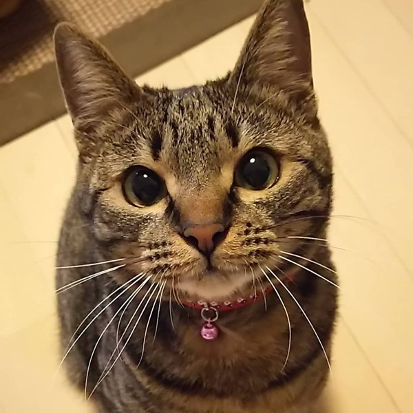 猫 キジトラ メイの写真