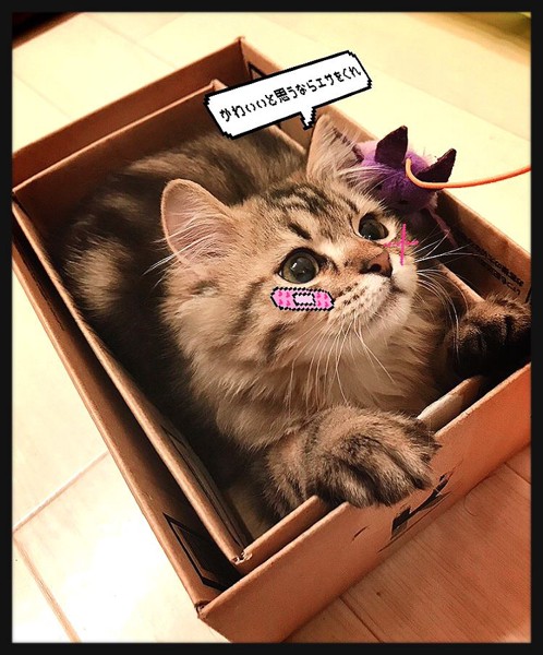猫 ミヌエット 豆蔵の写真