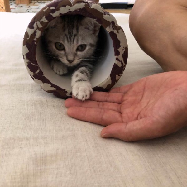 猫 アメリカンショートヘア メロの写真