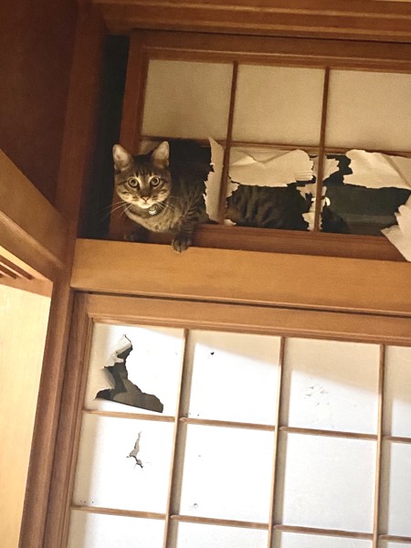 猫 キジトラ リキの写真