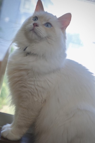 猫 サイベリアン レオの写真