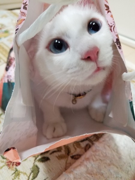 猫 白猫 ミーミの写真