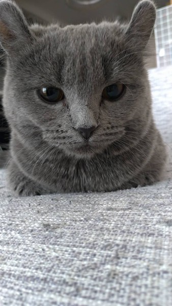 猫 キンカロー メイメイの写真