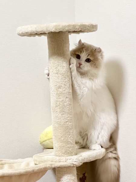 猫 アメリカンカール ラテくんの写真