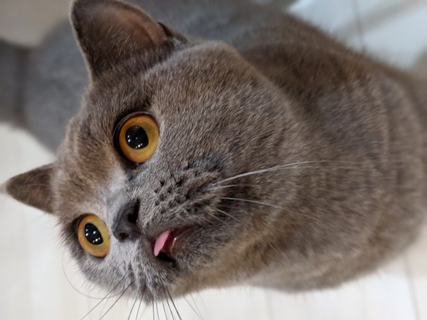 猫 ブリティッシュショートヘア モンチの写真