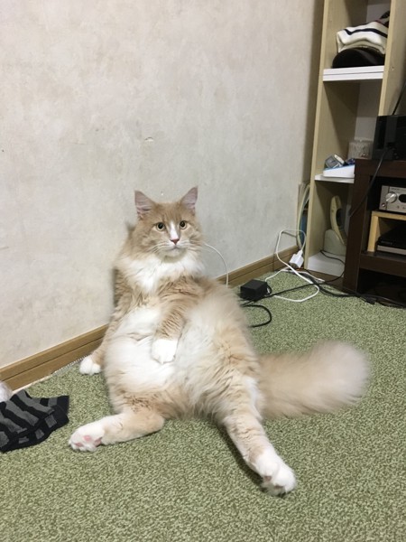 猫 メインクーン バロンの写真