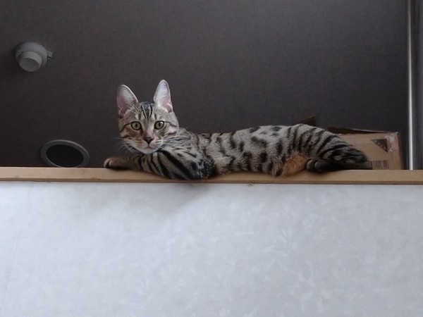 猫 ベンガルアメショミックス レオの写真