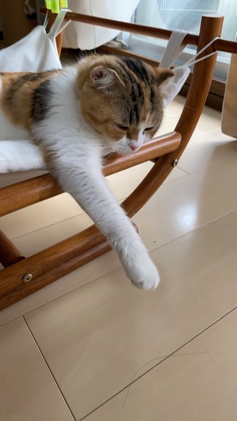 猫 スコティッシュフォールド 小梅の写真