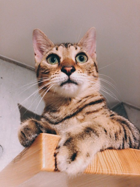 猫 ベンガル うりの写真