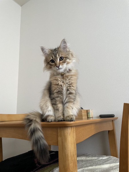 猫 サイベリアン イヴの写真