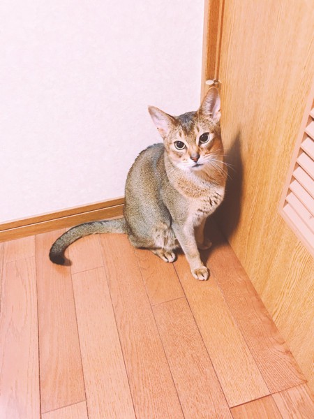 猫 アビシニアン チョコの写真